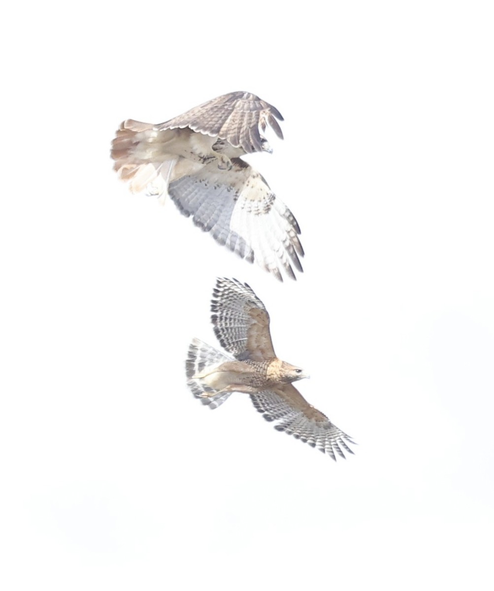 Poiana codarossa - ML651375018