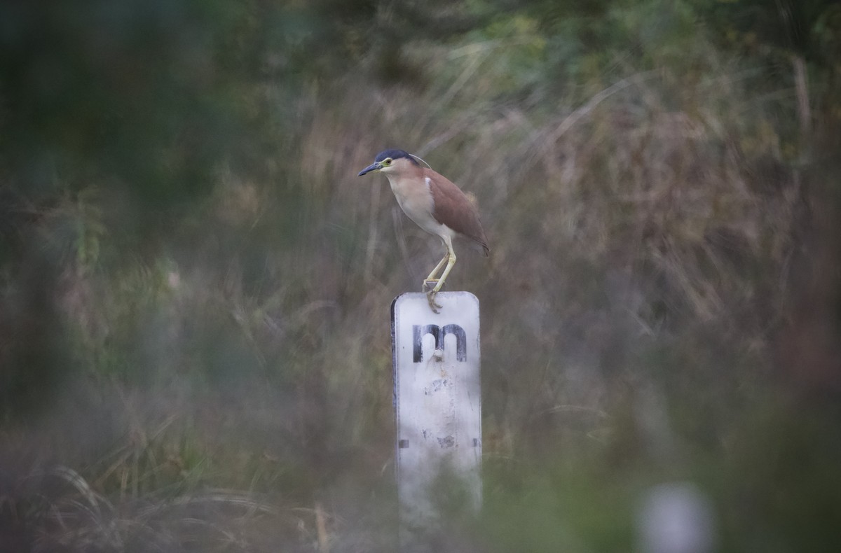 Nankeen Night Heron - ML651377522
