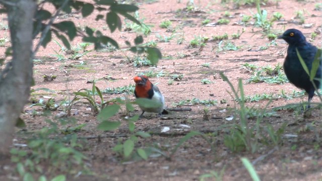 Barbudo Acollarado - ML651378851