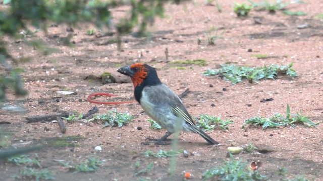 Barbudo Acollarado - ML651378853