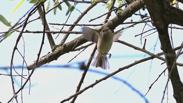 Ruby-crowned Kinglet - ML651378885