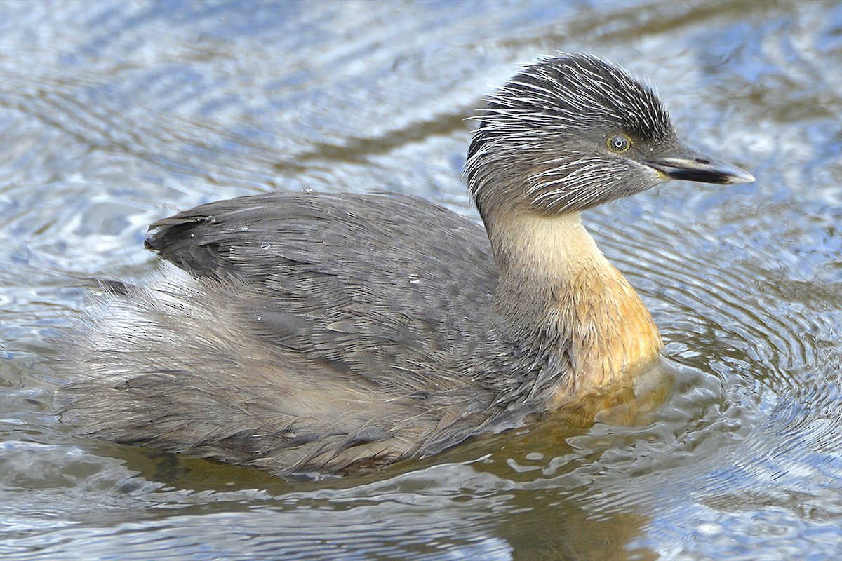 Grèbe argenté - ML651380393