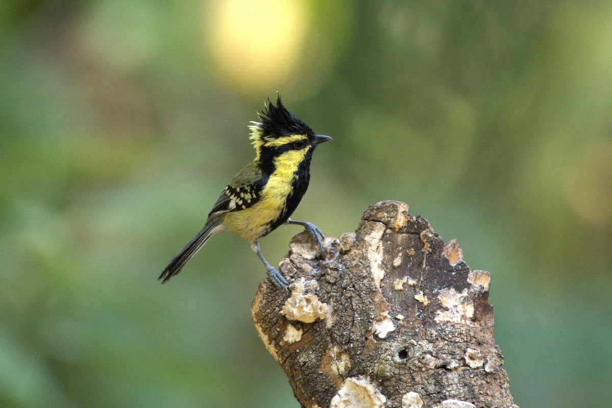 Himalayan Black-lored Tit - ML651380744