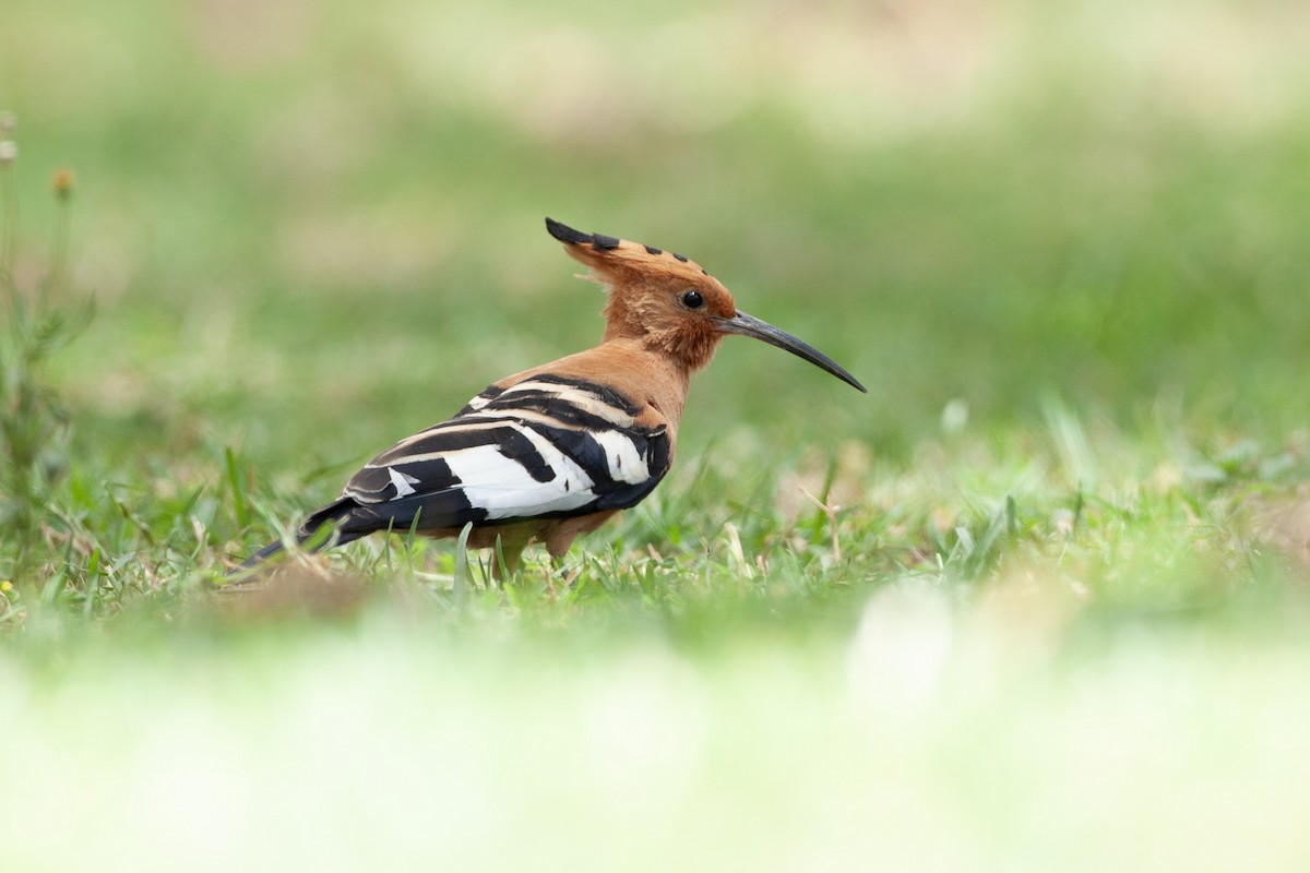 Одуд євразійський - ML651380801