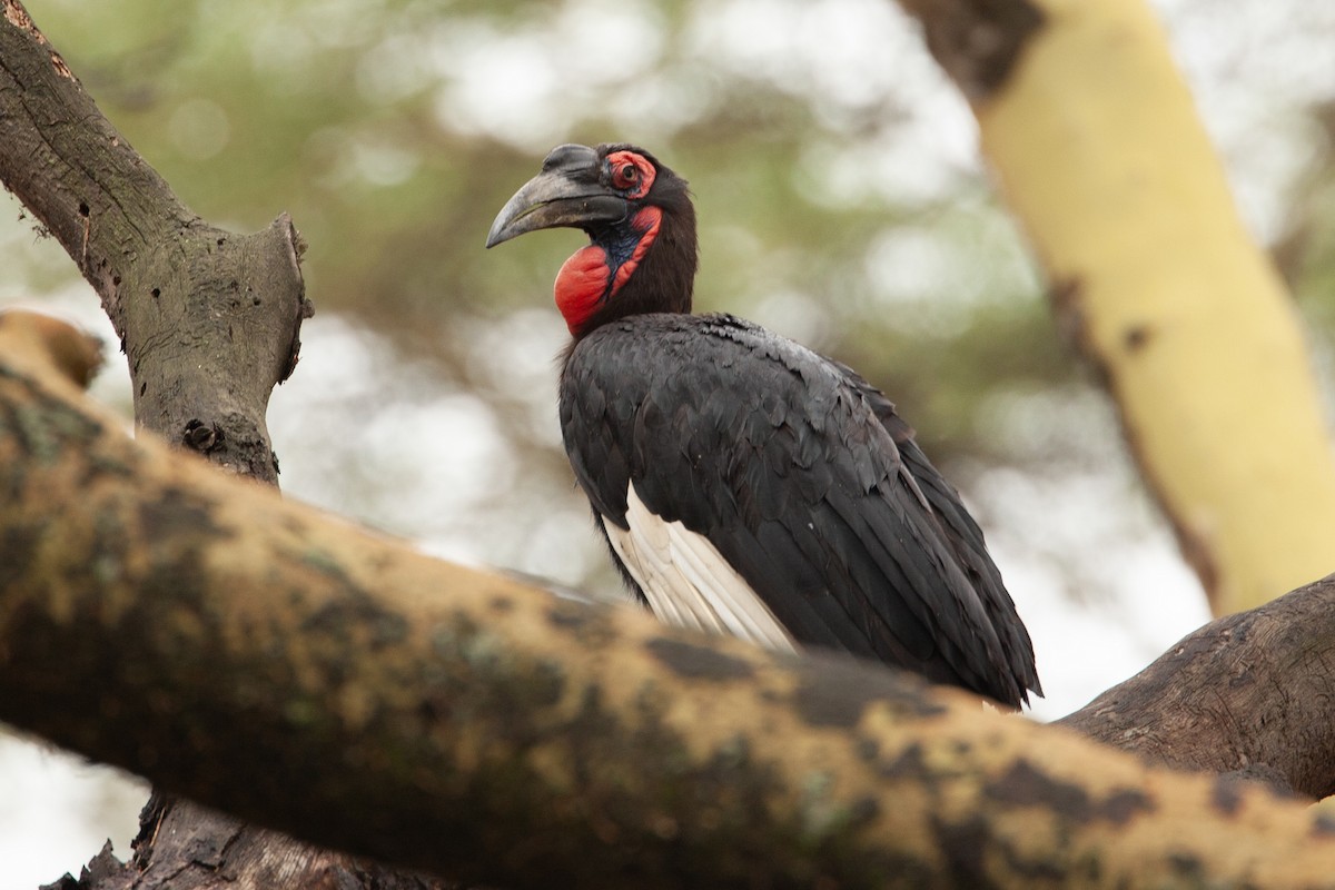 Кромкач кафрський - ML651380803