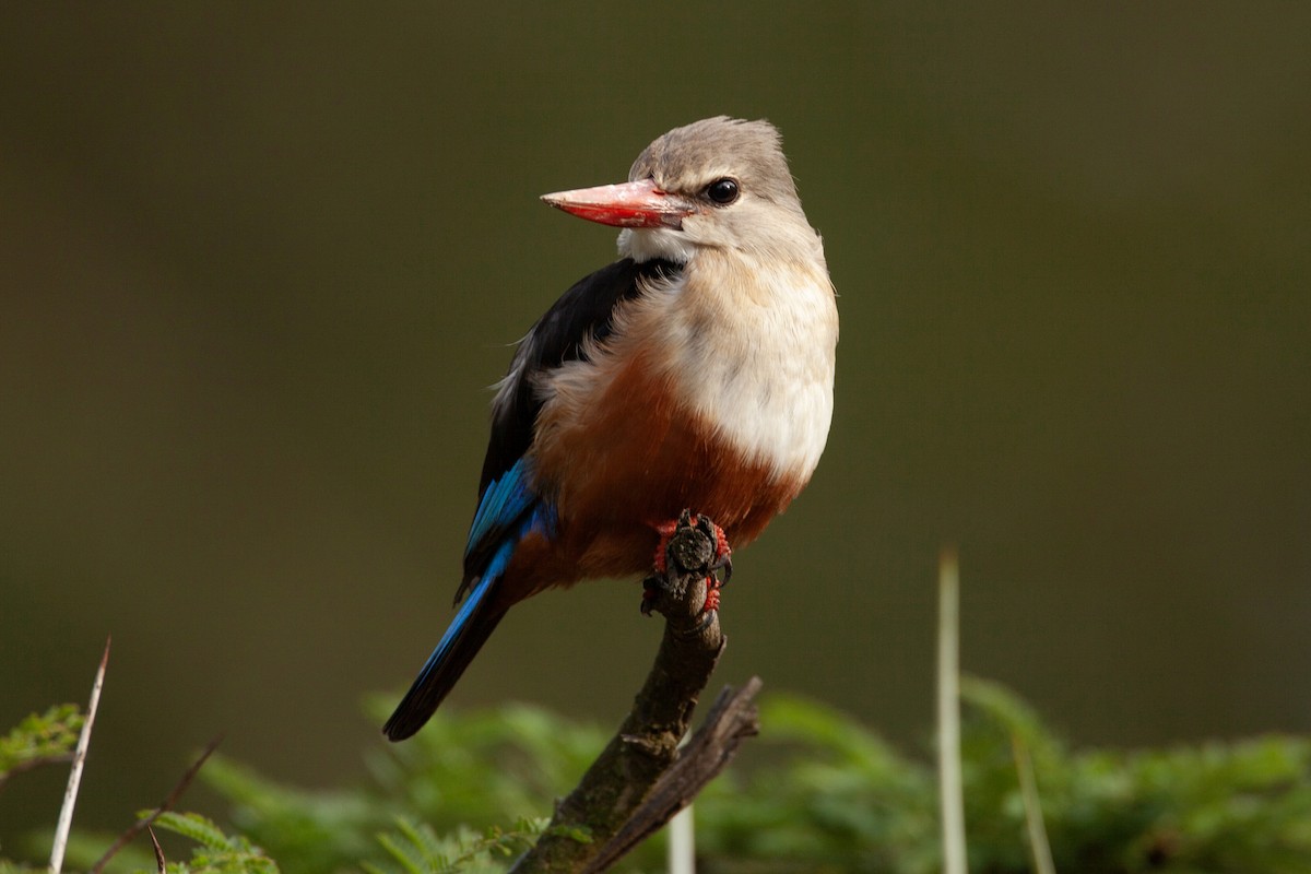 Альціон сіроголовий - ML651380805