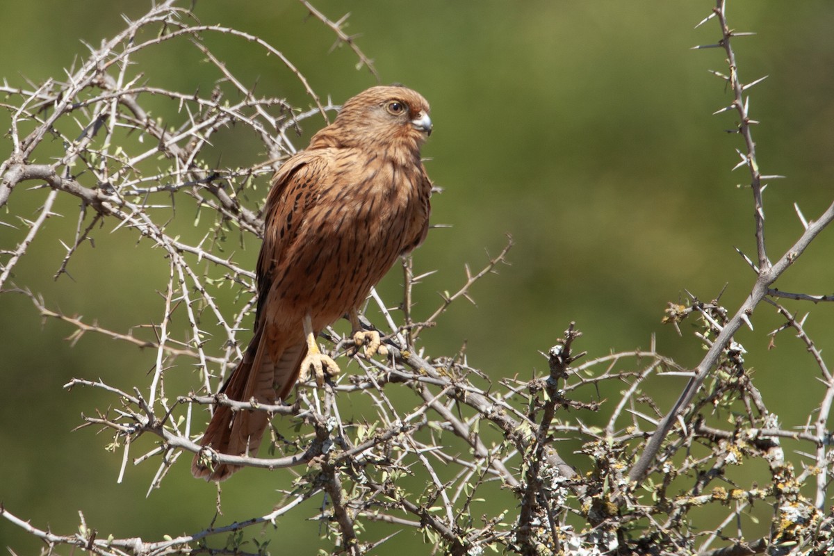 Боривітер рудий - ML651380806