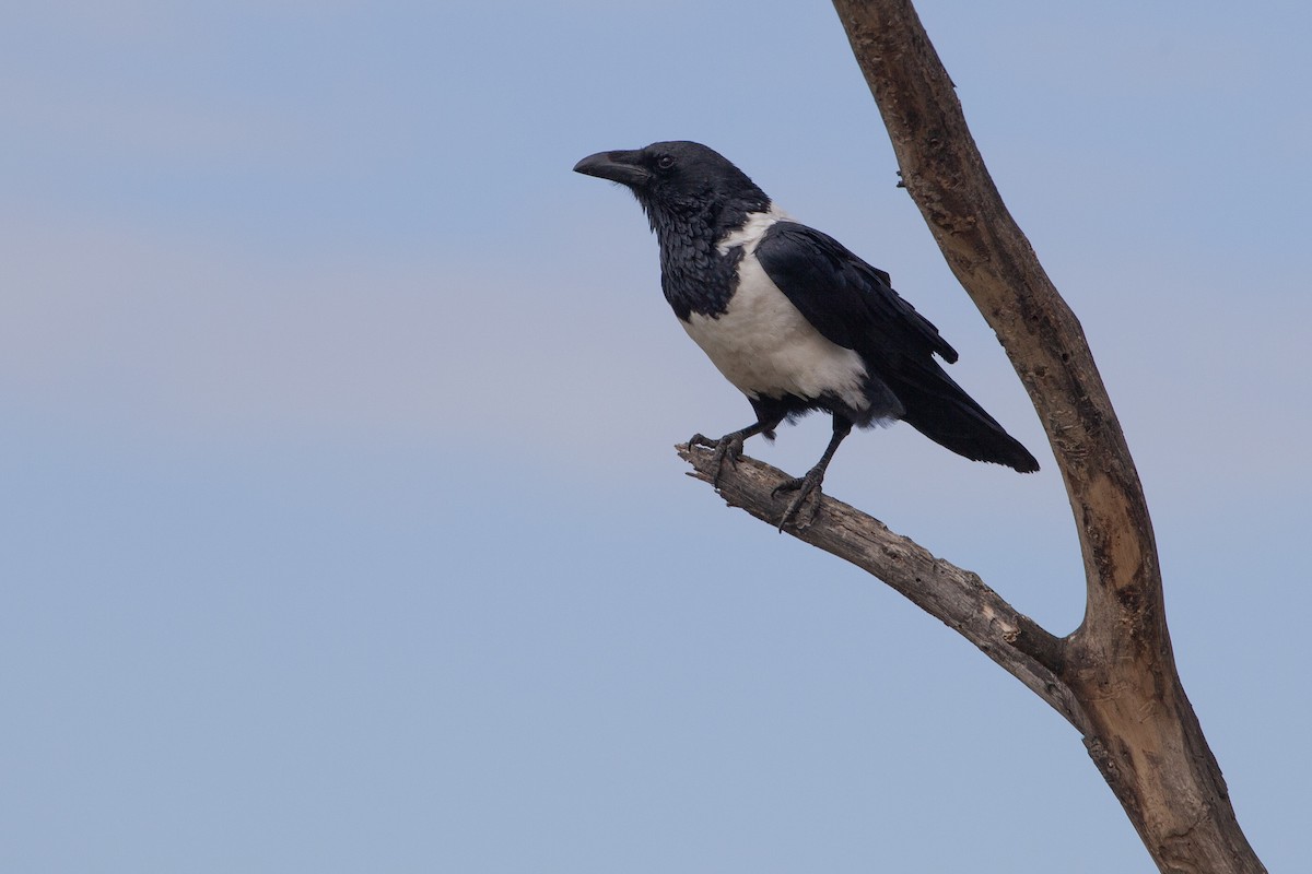 Крук строкатий - ML651380810