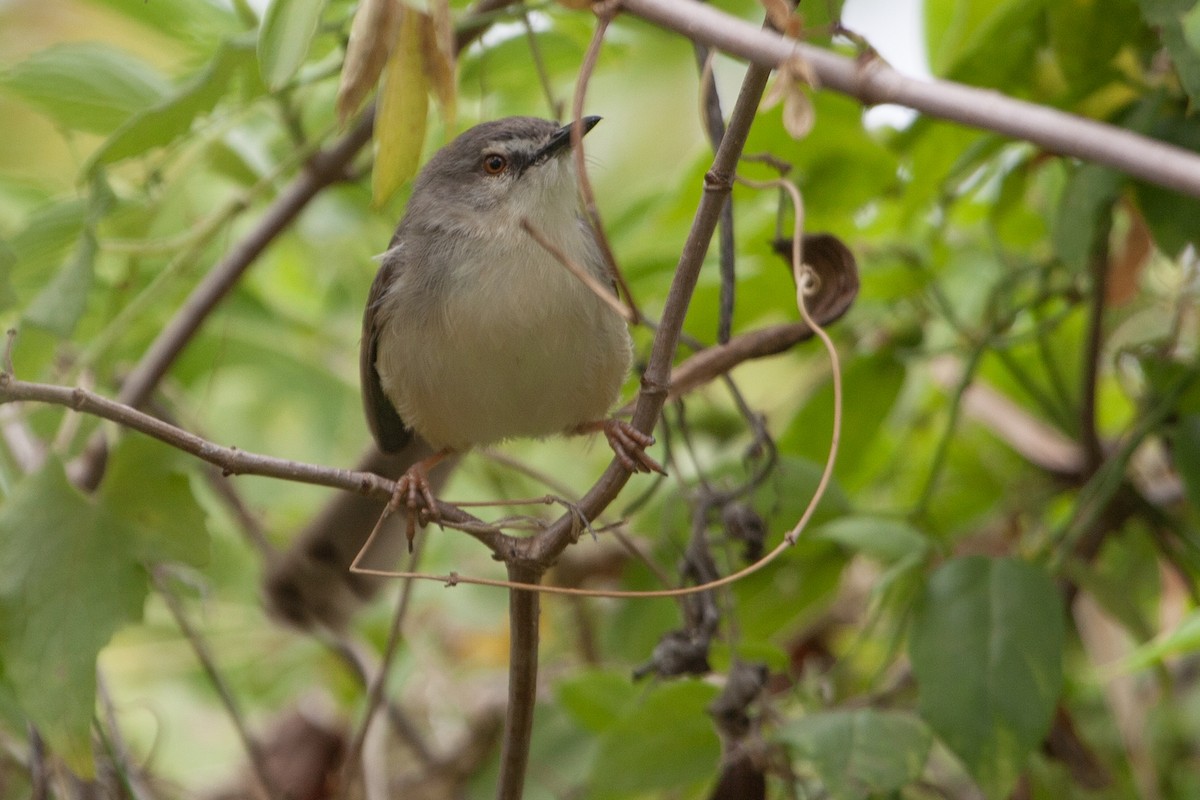 Принія африканська - ML651380811