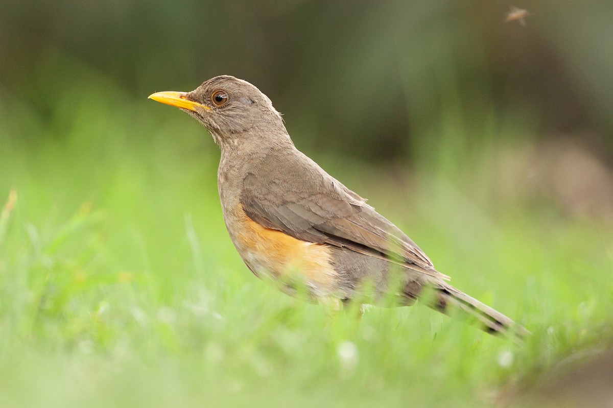 Дрізд африканський - ML651380813