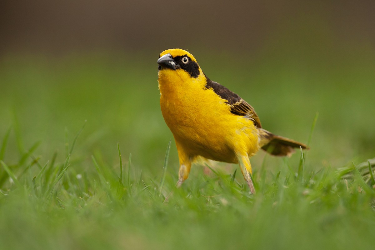 Ткачик золотолобий - ML651380814