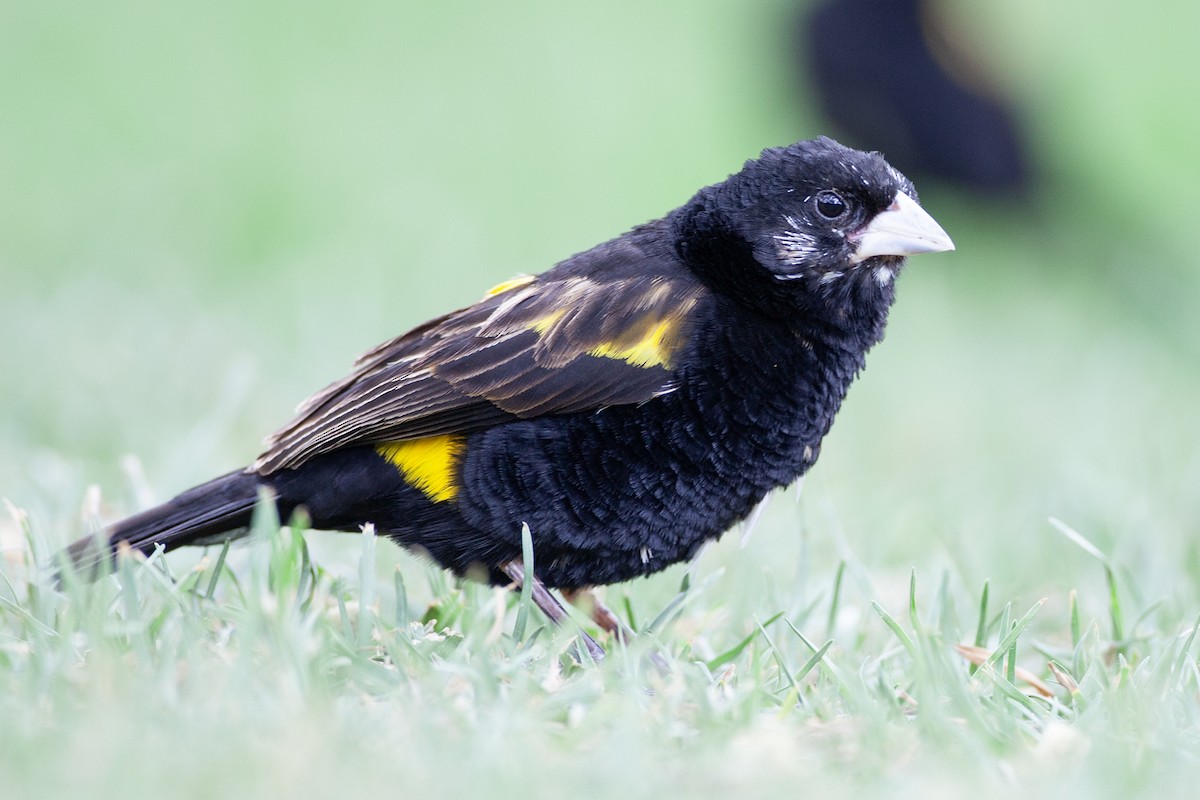 Вайдаг товстодзьобий - ML651380815