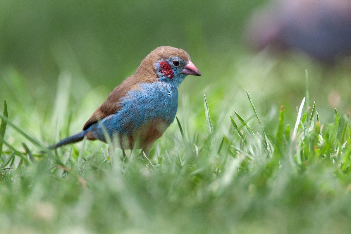 Астрильд-метелик червонощокий - ML651380816