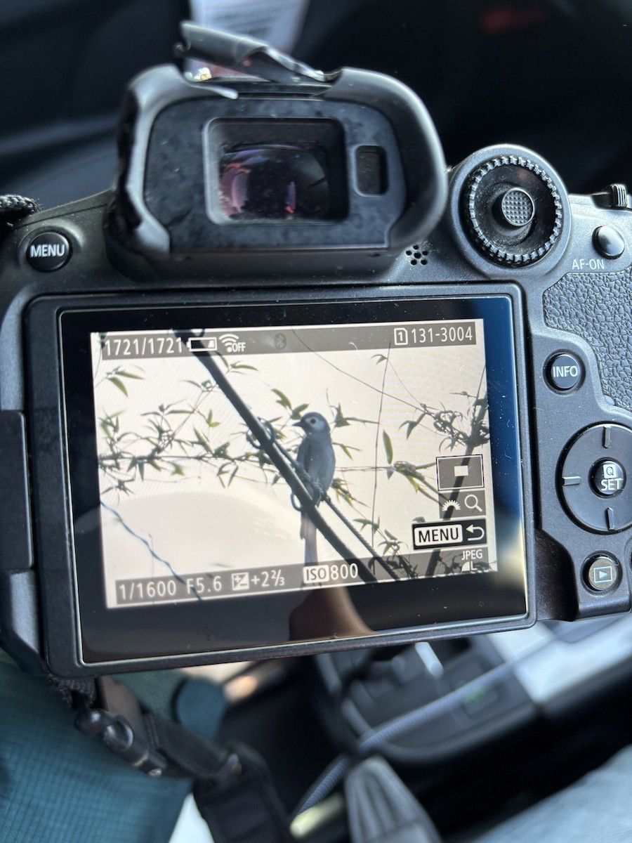 Graudrongo - ML651381344