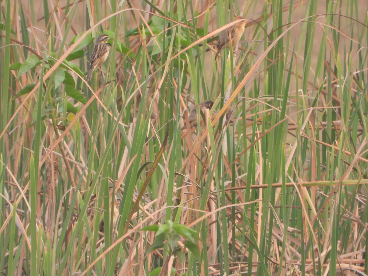 Black-breasted Weaver - ML651381391
