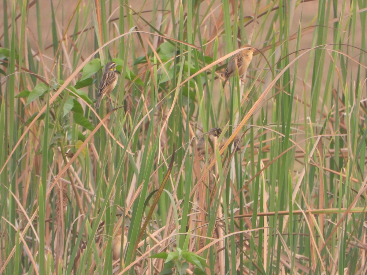 Black-breasted Weaver - ML651381393
