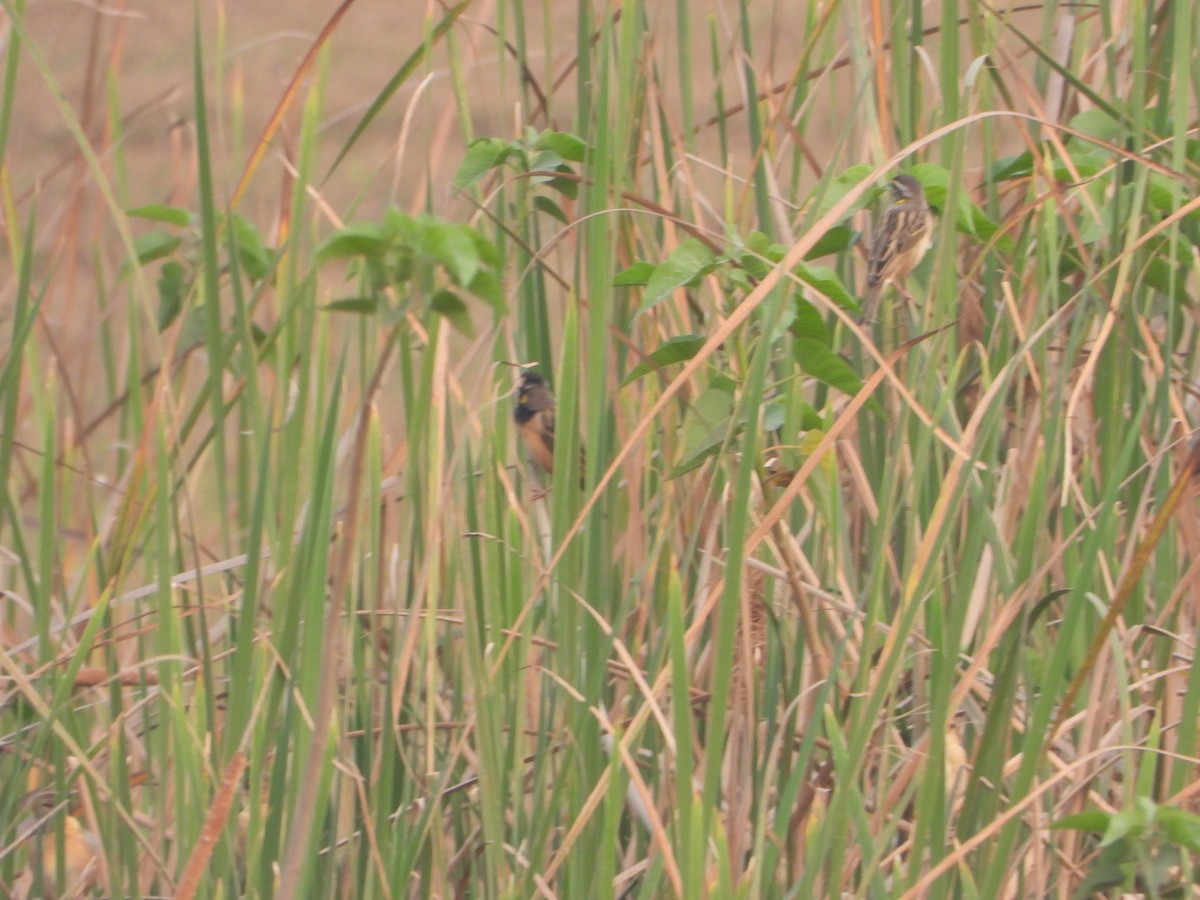 Black-breasted Weaver - ML651381394