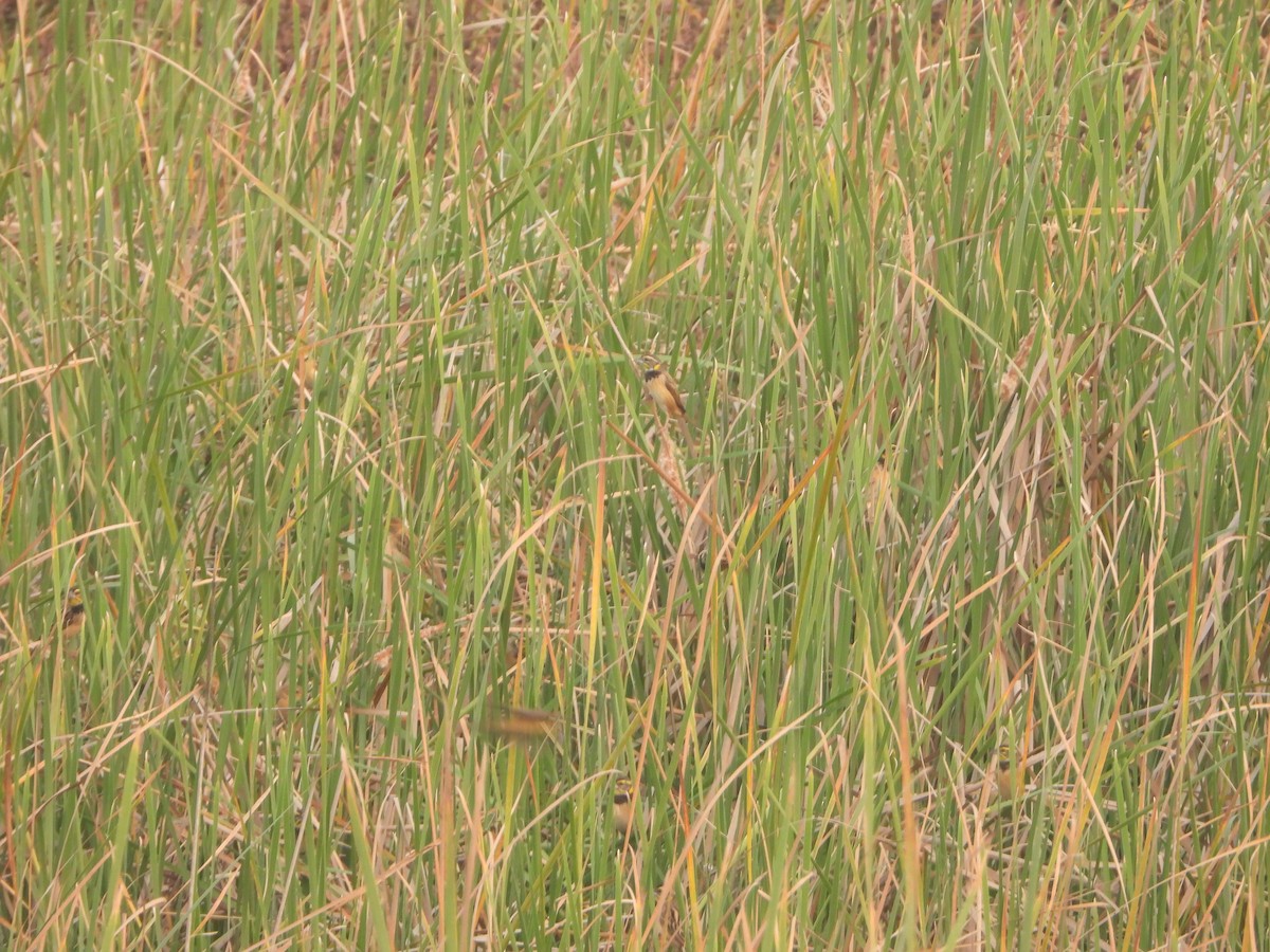 Black-breasted Weaver - ML651381398