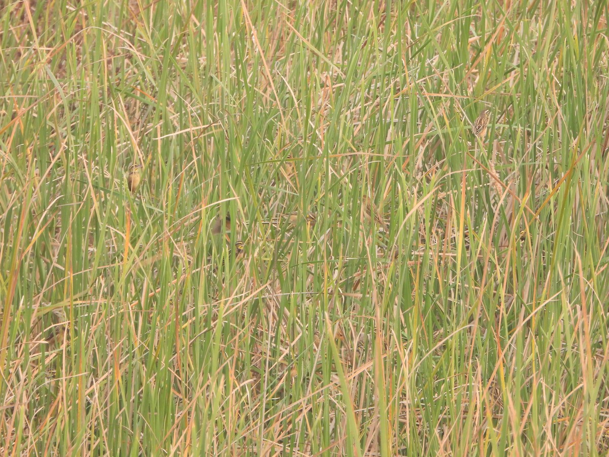 Black-breasted Weaver - ML651381399
