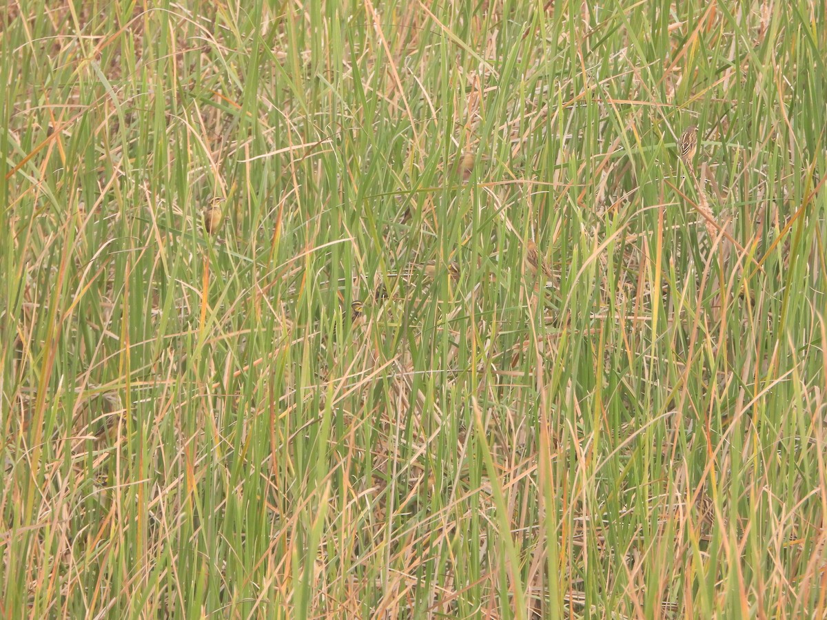 Black-breasted Weaver - ML651381402