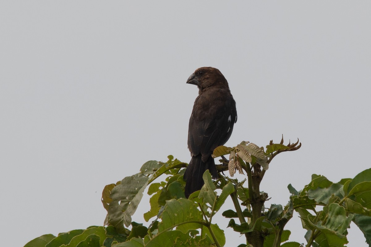 Grosbeak Weaver - ML651381516