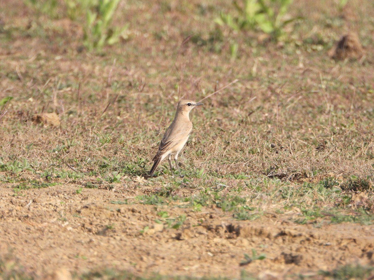 Culbianco isabellino - ML651381860