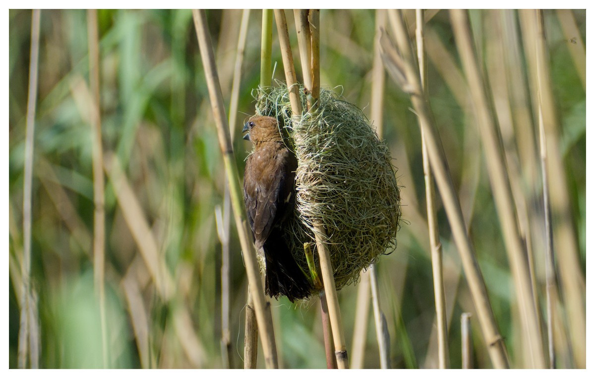 Grosbeak Weaver - ML651382093