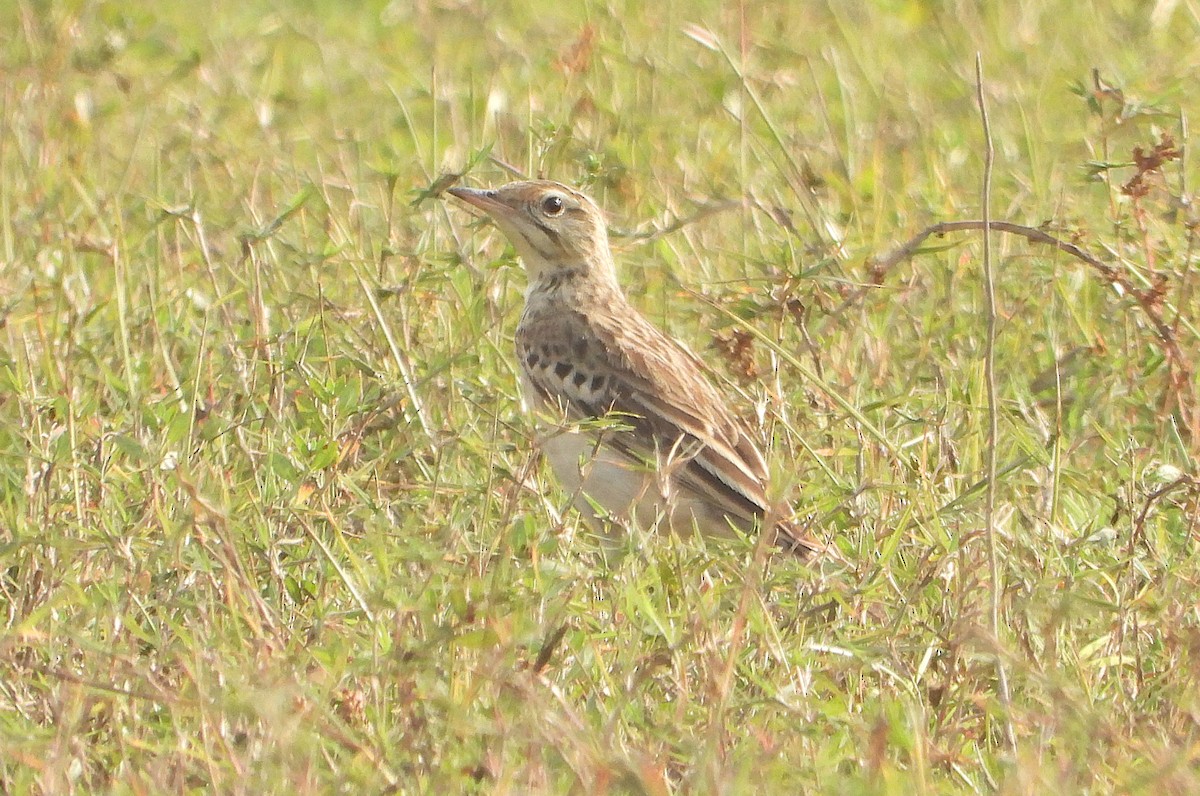 Calandro di Blyth - ML651382371