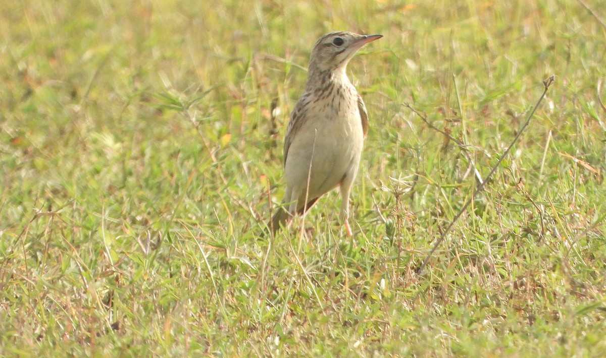 Calandro di Blyth - ML651382372
