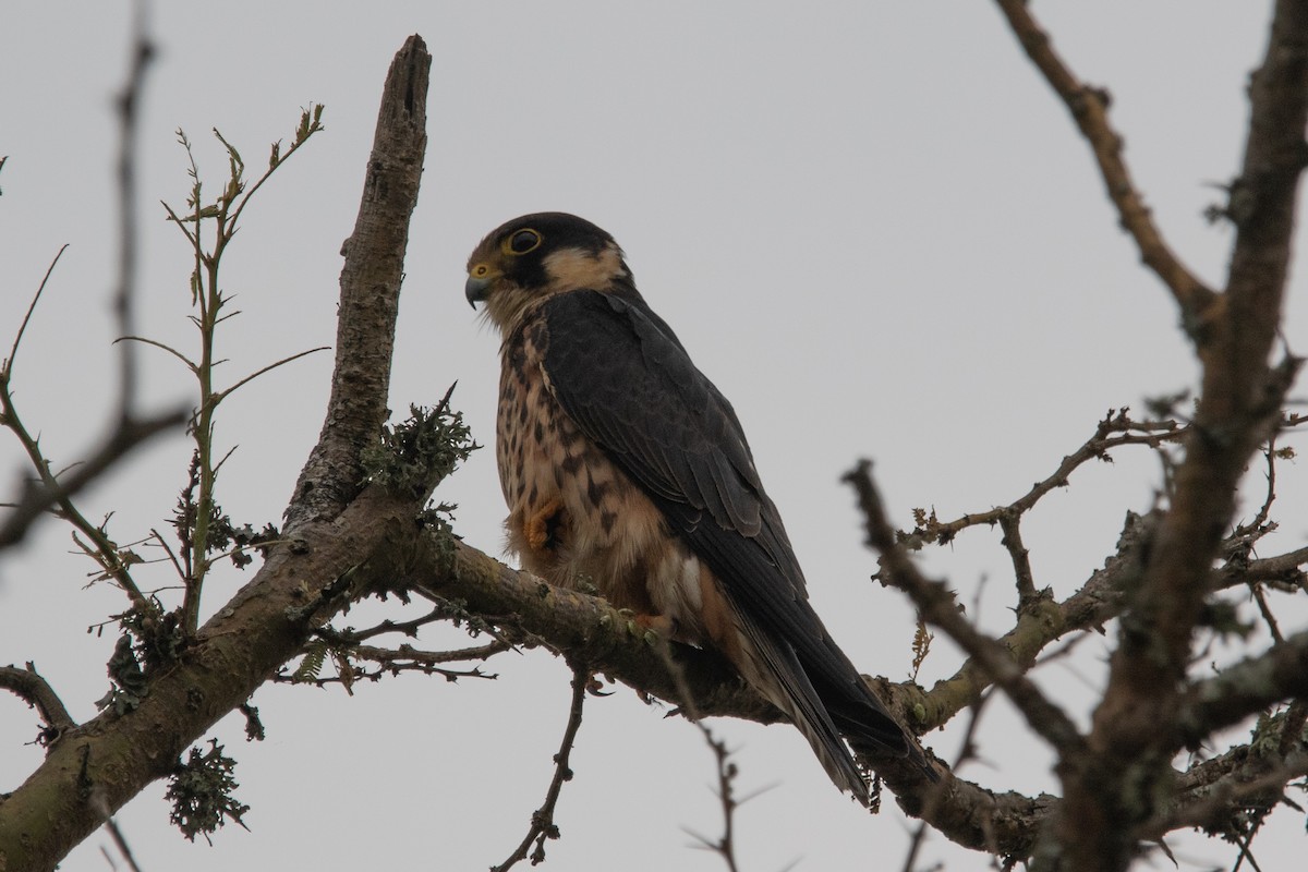 African Hobby - ML651382417