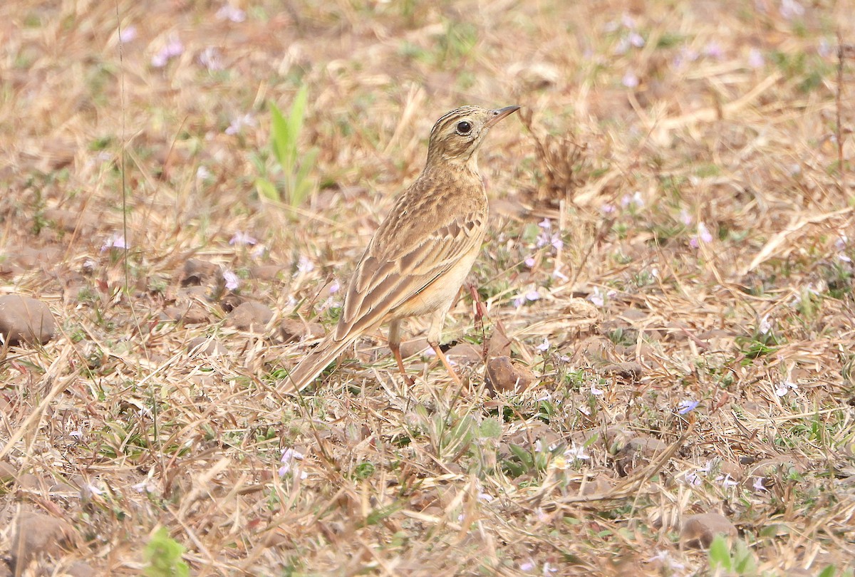 Calandro di Blyth - ML651382521