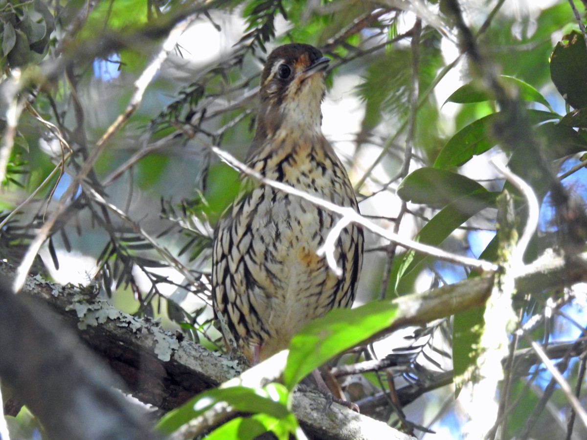 Short-tailed Antthrush - ML65138281