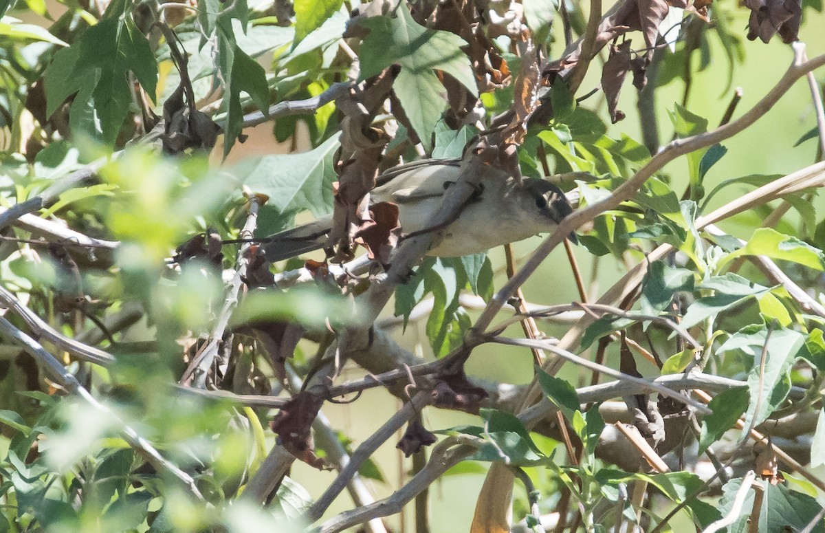 Oriental Reed Warbler - ML651382951