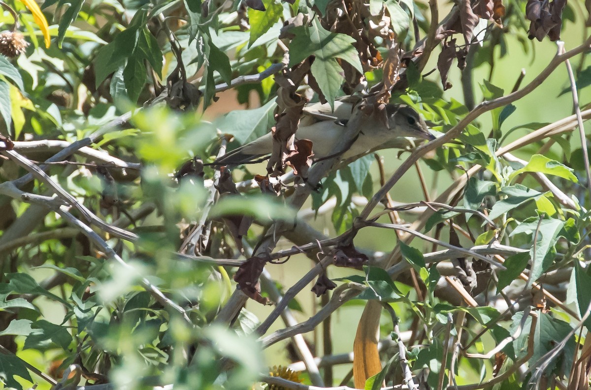 Oriental Reed Warbler - ML651382952