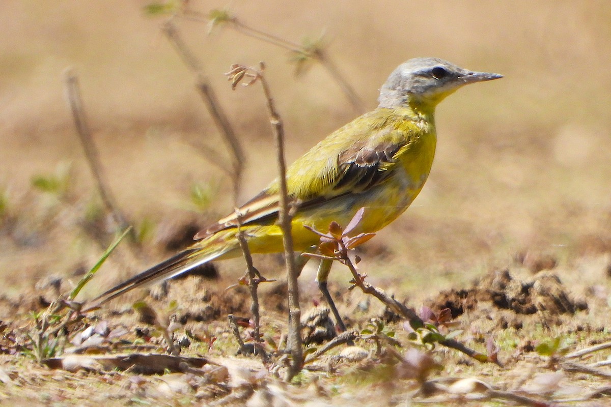 Cutrettola - ML651383128