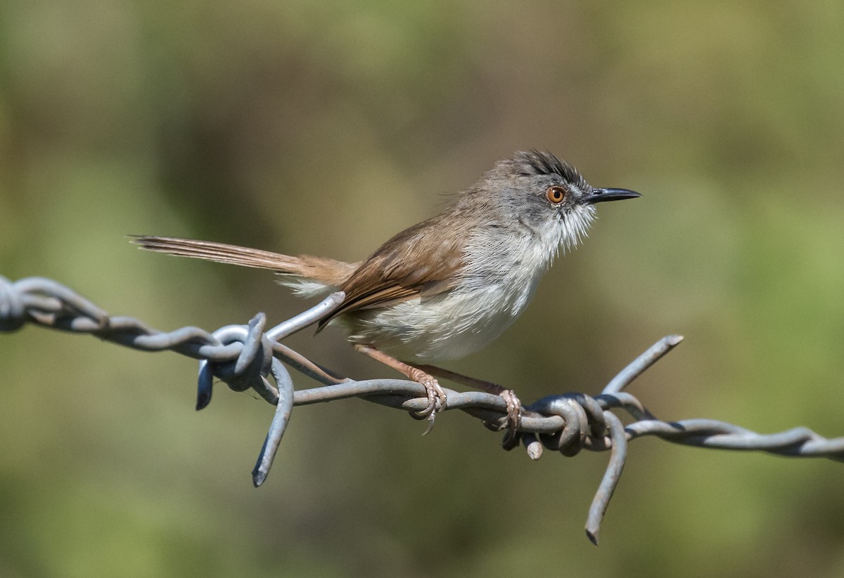 Rufescent Prinia - ML651383148