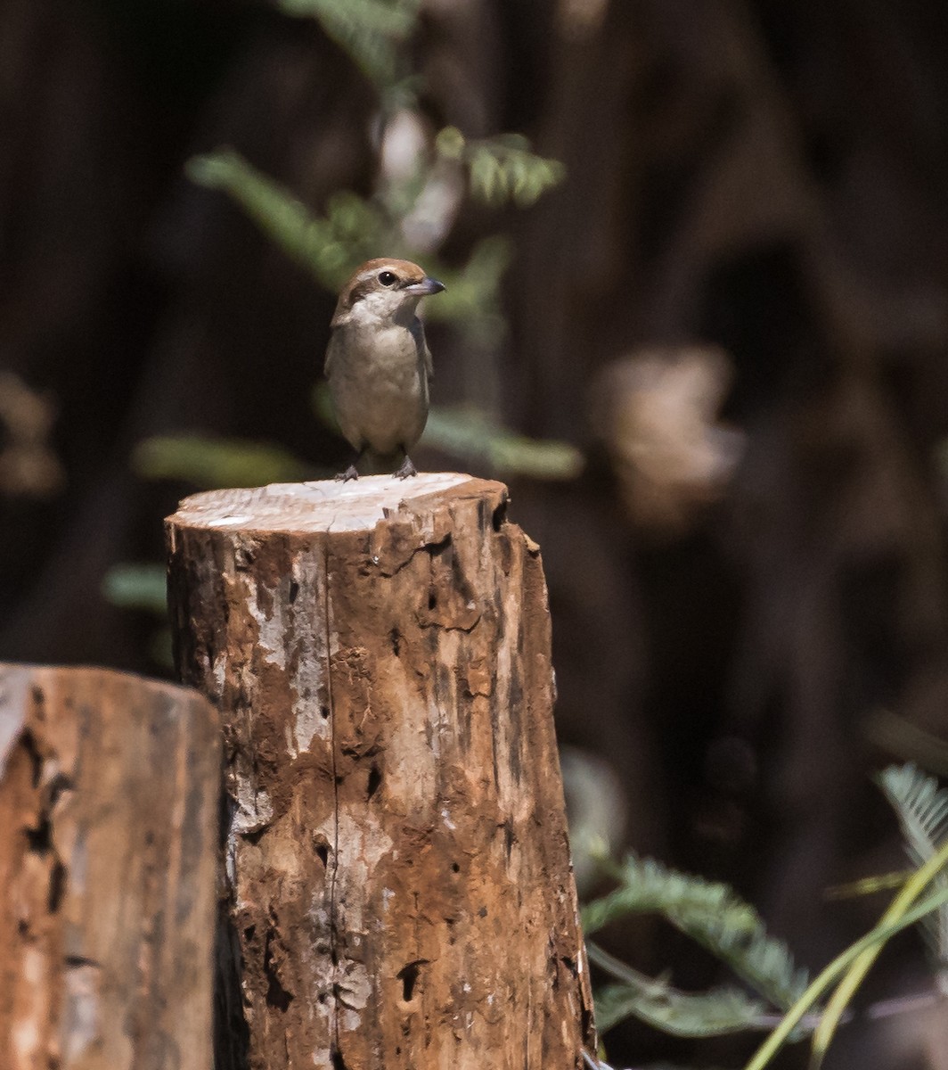Brown Shrike - ML651383153