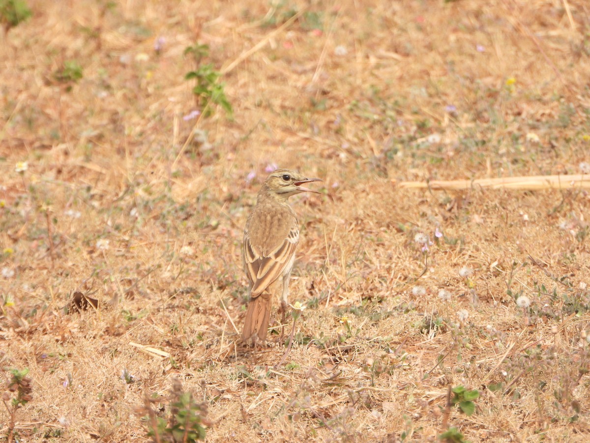 Calandro - ML651383453