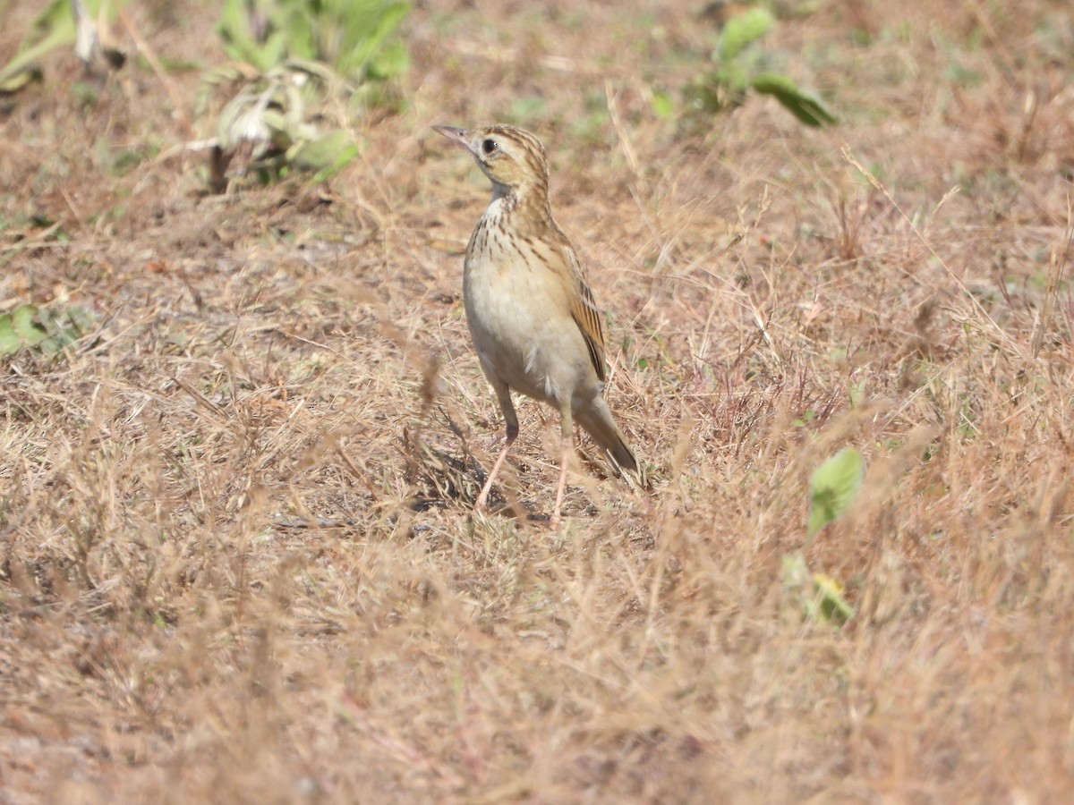 Calandro - ML651383470