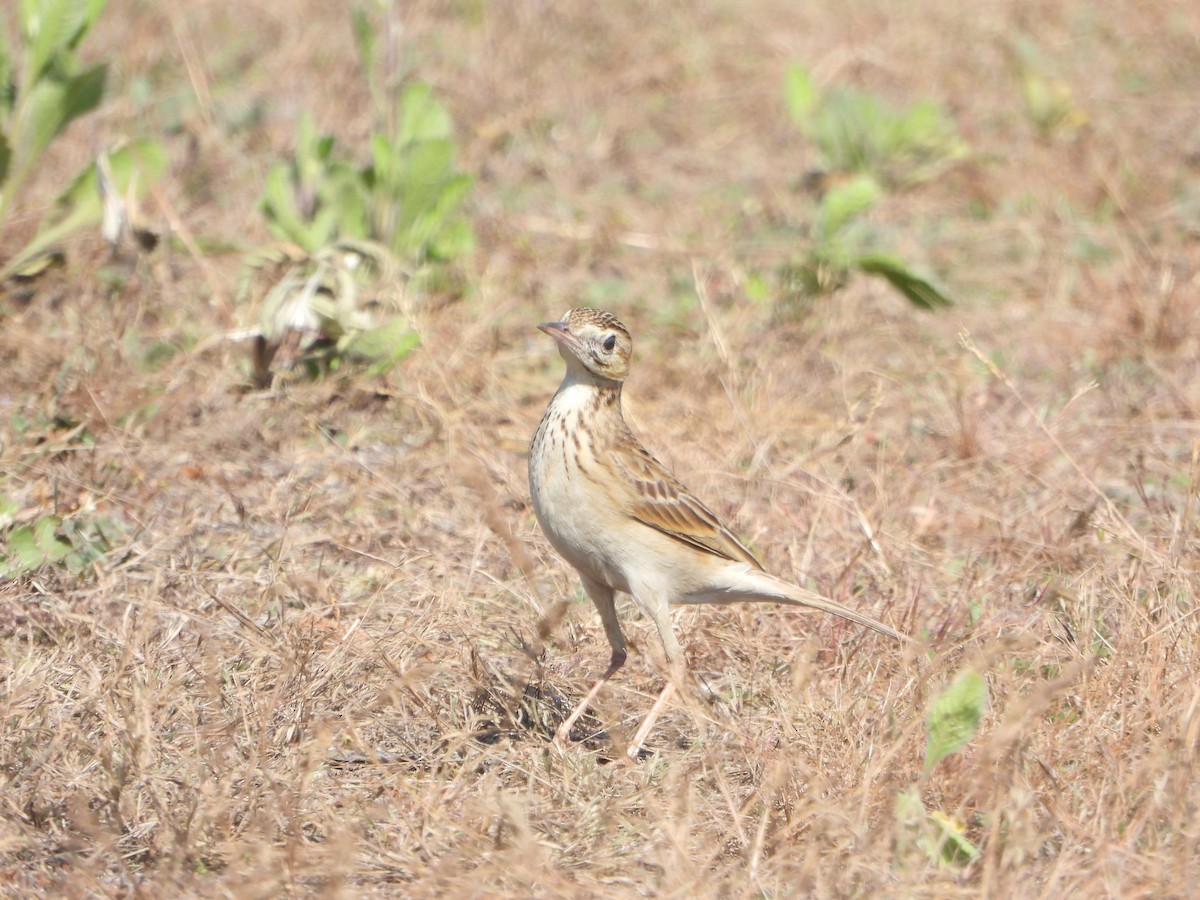 Calandro - ML651383471