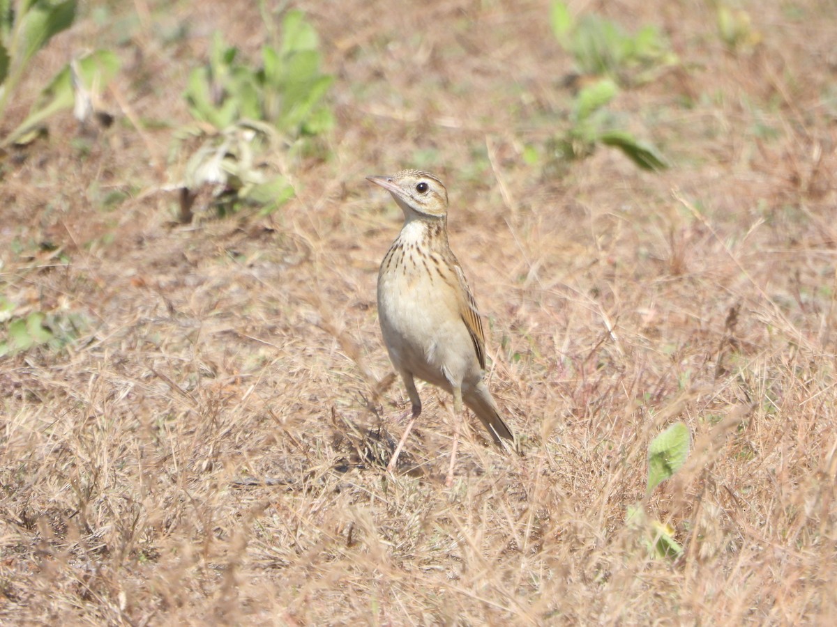 Calandro - ML651383472