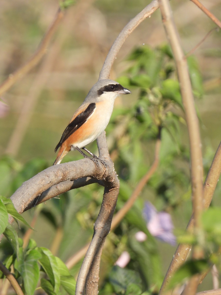 Long-tailed Shrike (erythronotus/caniceps) - ML651383600