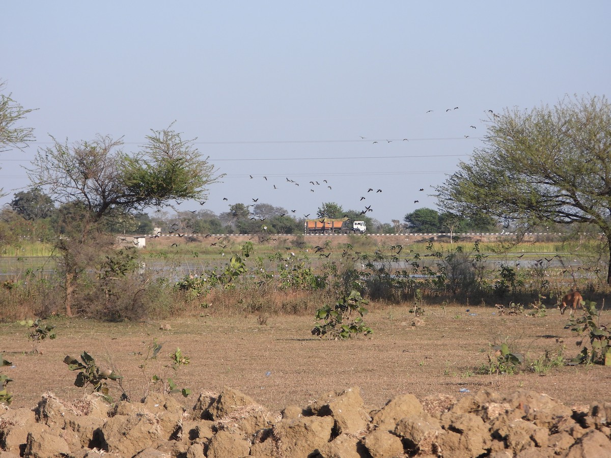 Lesser Whistling-Duck - ML651383636