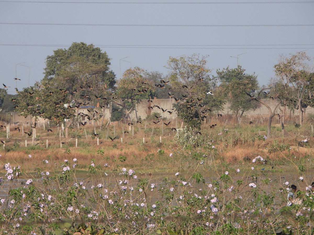 Lesser Whistling-Duck - ML651383637