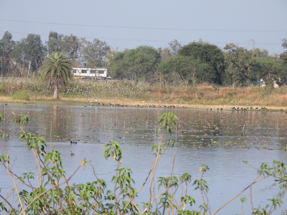 Lesser Whistling-Duck - ML651383638