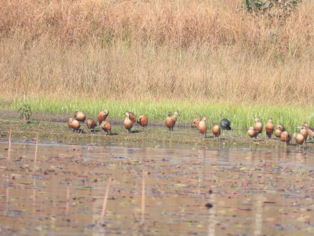 Lesser Whistling-Duck - ML651383640