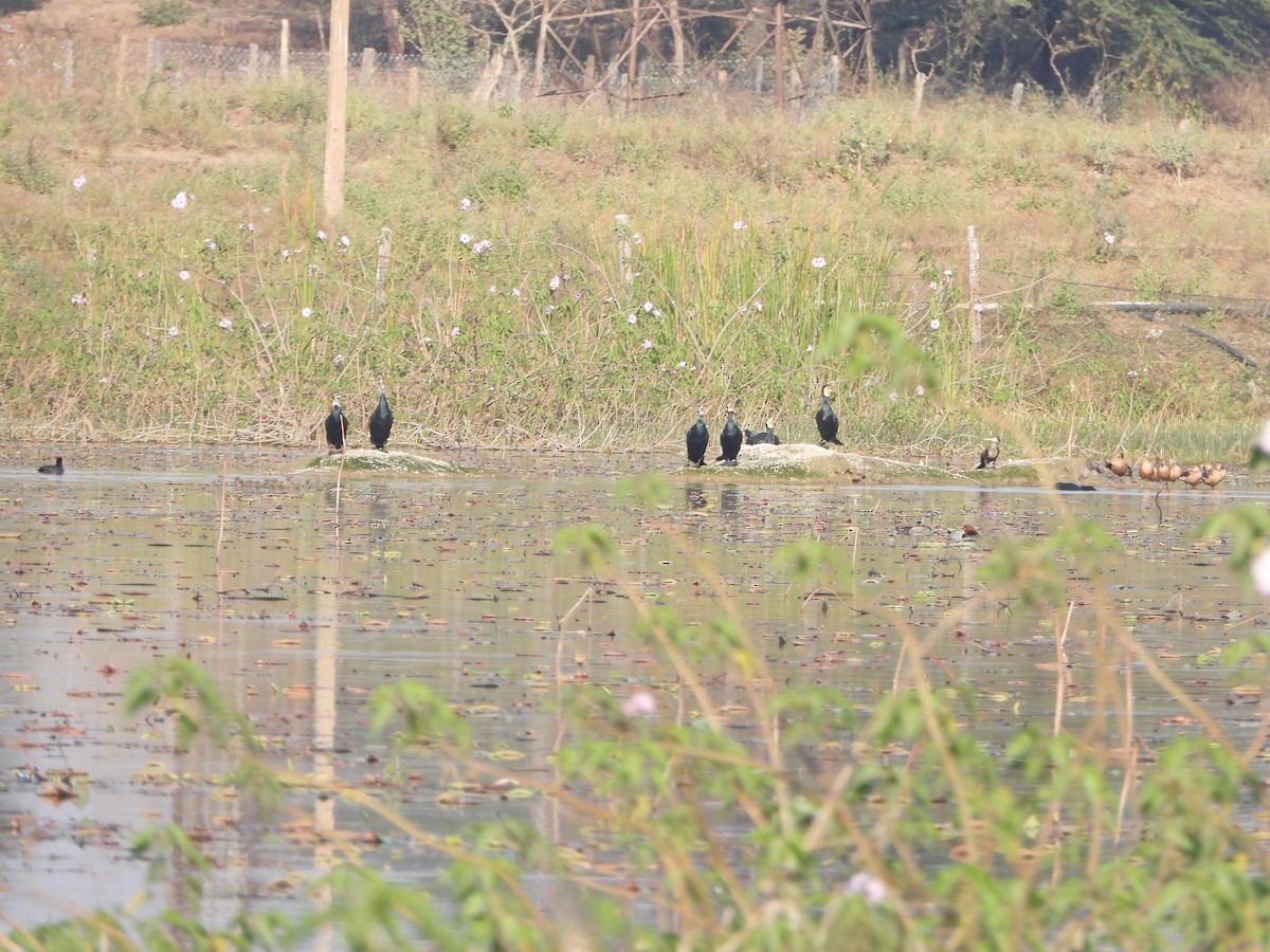 Cormorano - ML651383704