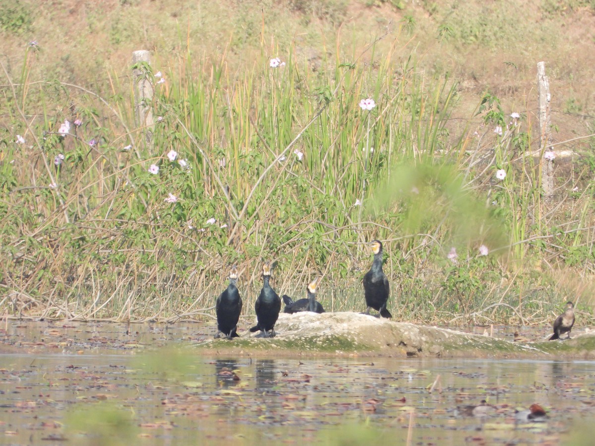 Cormorano - ML651383705