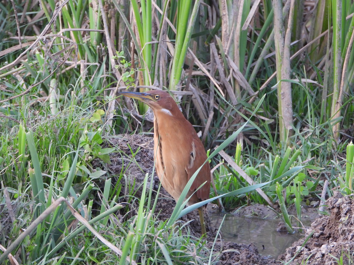 Cinnamon Bittern - ML651383756