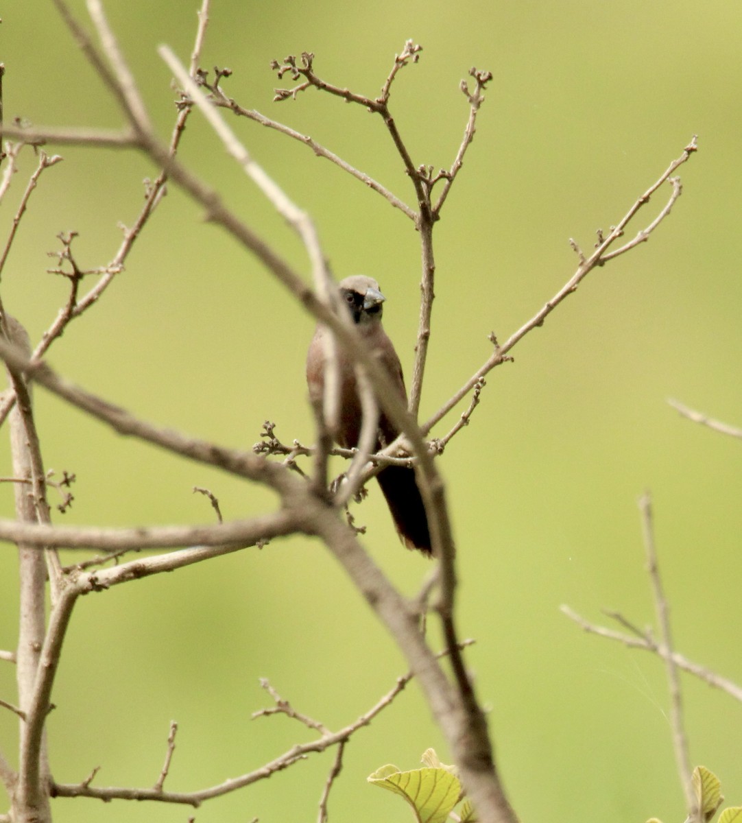 Black-faced Waxbill - ML651383792